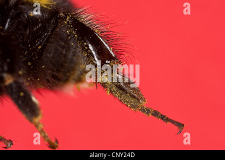 De bourdons (Bombus terrestris oder Bombus lucorum), patte de derrière d'une ouvrière pour la collecte du pollen, Allemagne Banque D'Images