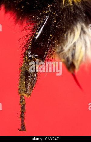 De bourdons (Bombus terrestris oder Bombus lucorum), patte de derrière d'une ouvrière pour la collecte du pollen, Allemagne Banque D'Images