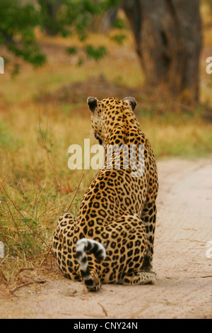 Leopard (Panthera pardus), assis sur une route, Moremi, Botswana Banque D'Images