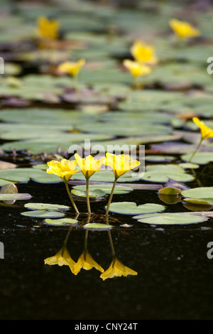 Fringe, de l'eau flottant jaune (Nymphoides peltata) Coeur fleurs, reflétant dans l'eau, de l'Allemagne Banque D'Images