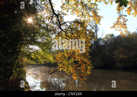 Vieux Rhin en automne, Allemagne Banque D'Images