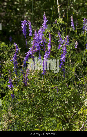 Vesce jargeau, vache, vesce vesce d'oiseaux, la vesce boréale (Vicia cracca), blooming, Allemagne Banque D'Images