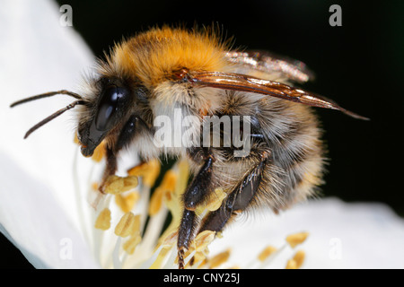 Carder cardeur commun, d'abeilles abeille (Bombus pascuorum, Bombus agrorum), d'une fleur de cornouiller, Allemagne, Bavière, Eckental Banque D'Images