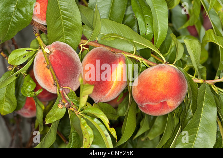 Pêche (Prunus persica var. persica), les pêches sur une branche Banque D'Images