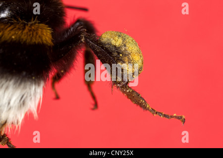 De bourdons (Bombus terrestris oder Bombus lucorum), patte pour la collecte du pollen, Allemagne Banque D'Images