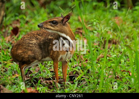 Chevrotain malais moindre, de la petite souris de virginie (Tragulus javanicus), vue de côté, la Malaisie, Bornéo, Lok Kawi Wildlife Park, Kota Kinabalu Banque D'Images