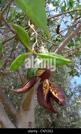 Brachychiton populneus (bouteille), des fruits sur un arbre, l'Espagne, Baléares, Majorque Banque D'Images