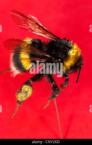 De bourdons (Bombus terrestris oder Bombus lucorum), après la collecte du pollen, Allemagne Banque D'Images