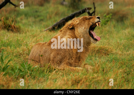 Lion (Panthera leo), le bâillement, le Botswana, Chobe National Park Banque D'Images