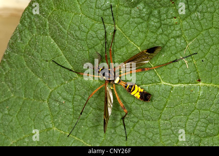 Crane Fly, Cranefly (Ctenophora ornata, Cnemoncosis ornata), homme assis sur une feuille, Allemagne Banque D'Images