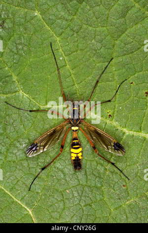 Crane Fly, Cranefly (Ctenophora ornata, Cnemoncosis ornata), homme assis sur une feuille, Allemagne Banque D'Images