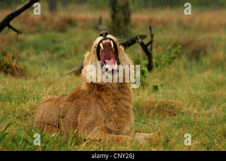 Lion (Panthera leo), le bâillement, le Botswana, Chobe National Park Banque D'Images