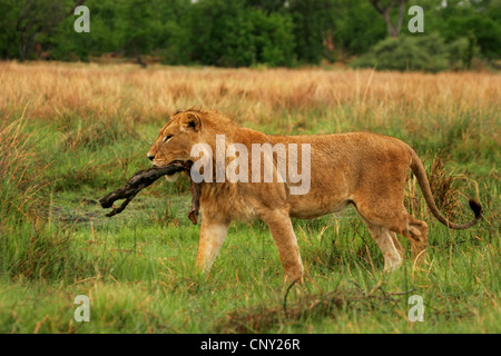 Lion (Panthera leo), mâle juvénile avec le bâton dans sa bouche, le Botswana, Chobe National Park Banque D'Images