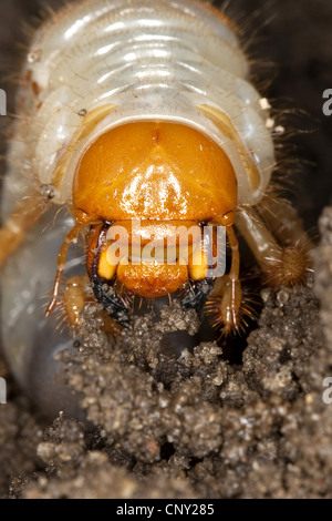 Catégorie : commune, maybug (Melolontha melolontha), portrait d'une larve dans la masse du sol, Allemagne Banque D'Images