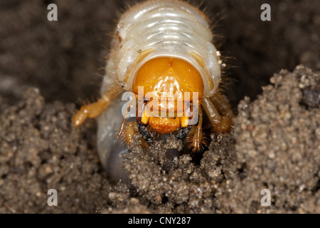 Catégorie : commune, maybug (Melolontha melolontha), portrait d'une larve dans la masse du sol, Allemagne Banque D'Images