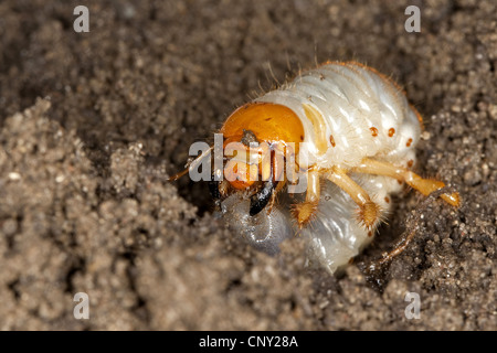 Catégorie : commune, maybug (Melolontha melolontha), la larve en Allemagne, la masse de sol Banque D'Images