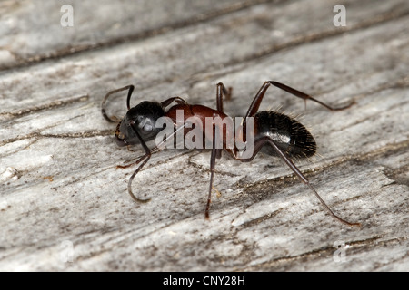 Fourmi Camponotus ligniperda (Camponotus ligniperdus,), assis sur le bois mort Banque D'Images