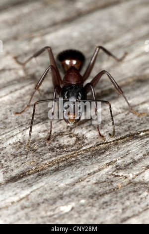 Fourmi Camponotus ligniperda (Camponotus ligniperdus,), assis sur le bois mort Banque D'Images