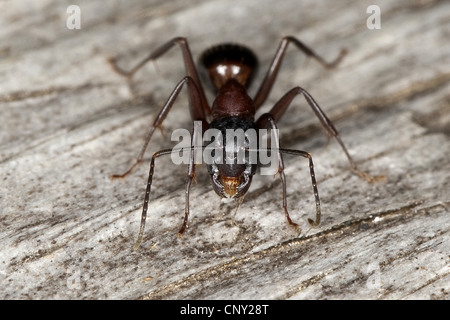 Fourmi Camponotus ligniperda (Camponotus ligniperdus,), assis sur le bois mort Banque D'Images