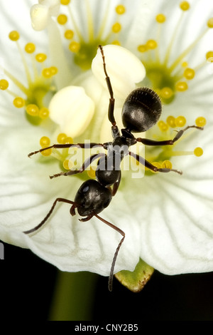Fourmi, fourmi noire (Formica lemani lemani, Serviformica), assis sur une fleur de l'herbe des marais-de-Parnasse, Allemagne Banque D'Images