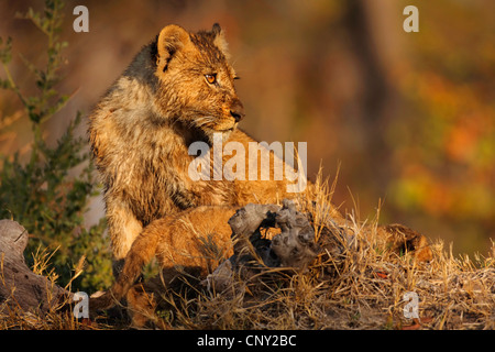 Lion (Panthera leo), lion cub, Botswana, Chobe National Park Banque D'Images