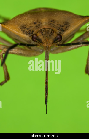 Stink bug (Carpocoris fuscispinus), vue de l'avant avec le rostre clairement reconnaissables Banque D'Images