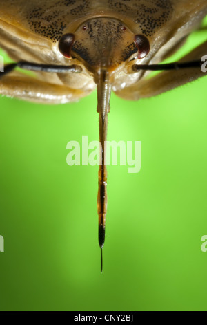 Stink bug (Carpocoris fuscispinus), portrait avec le rostre clairement reconnaissables Banque D'Images