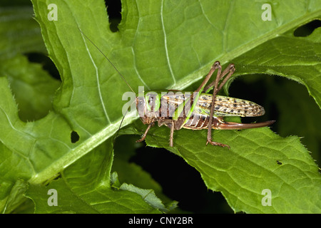 Dectique verrucivore, bushcricket dectique verrucivore (Decticus verrucivorus), femme assise sur une feuille, Allemagne Banque D'Images