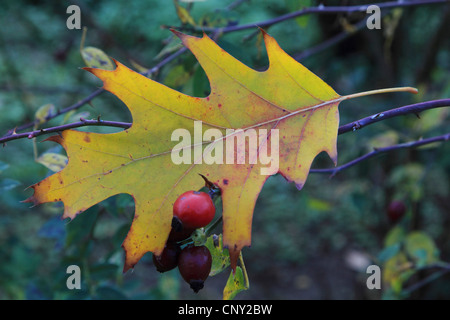 Le chêne rouge (Quercus rubra) feuille de chêne, couché sur une branche, Allemagne Banque D'Images