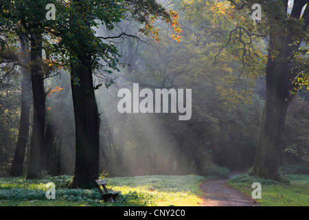 Rayons de soleil dans la forêt d'automne, Allemagne Banque D'Images