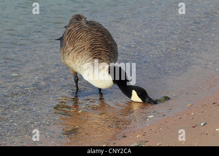 Bernache du Canada (Branta canadensis), de canards dans l'eau peu profonde, Allemagne Banque D'Images