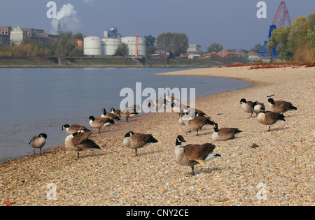 Bernache du Canada (Branta canadensis), troupeau, à la rive du fleuve du Rhin, Allemagne Banque D'Images