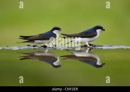 Maison commune (Delichon urbica), reflétée dans la piscine, Royaume-Uni, Ecosse, le Parc National de Cairngorms Banque D'Images