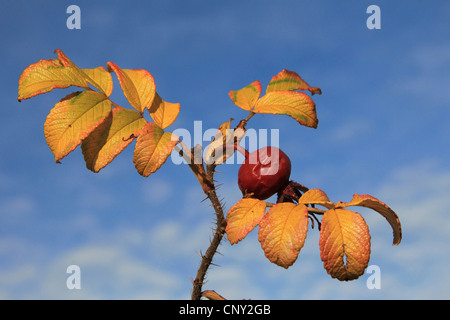 Rugosa rose, rose (Rosa rugosa japonais), la fructification en automne, Allemagne Banque D'Images