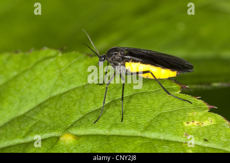 Terreaux à ailes sombres (Sciara analis oder/ou Sciara hemerobioides), assis sur une feuille, Allemagne Banque D'Images