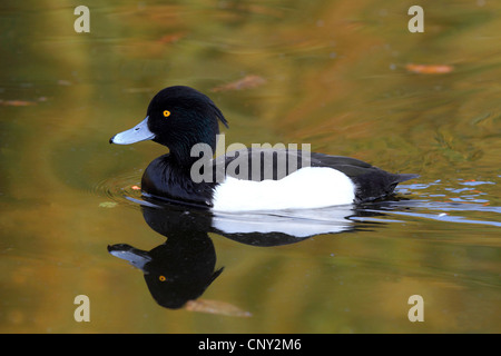 Fuligule morillon (Aythya fuligula), natation homme, Allemagne Banque D'Images