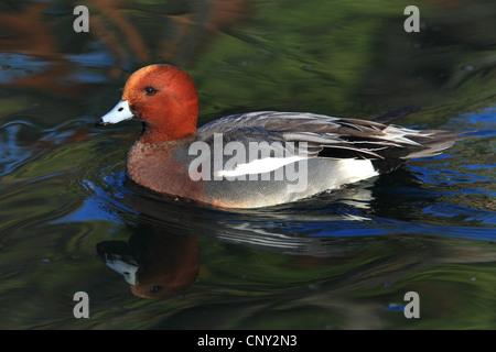 Canard d'Europe (Anas penelope), natation homme, Allemagne Banque D'Images