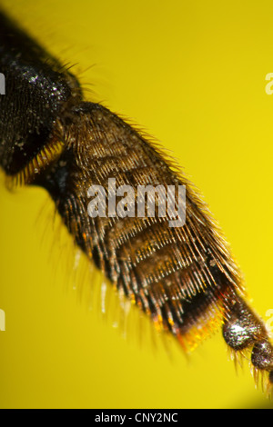 Abeille, ruche abeille (Apis mellifera mellifera), patte pour la collecte du pollen Banque D'Images