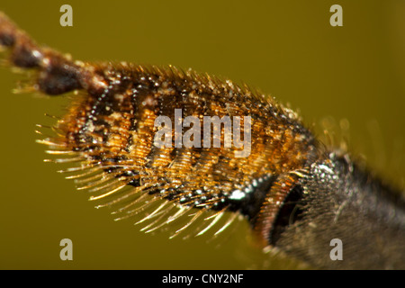 Abeille, ruche abeille (Apis mellifera mellifera), patte pour la collecte du pollen Banque D'Images