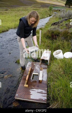 L'eau d'Europe du nord, des campagnols campagnol de l'eau (Arvicola terrestris), scientifique mise en place d'un radeau de vison dans le cadre du projet de conservation des campagnols de l'eau de Cairngorms, Royaume-Uni, Ecosse, le Parc National de Cairngorms Banque D'Images