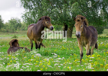 Poney Exmoor (Equus przewalskii f. caballus), mare avec poulains dans un pré, Allemagne, Schleswig-Holstein Banque D'Images