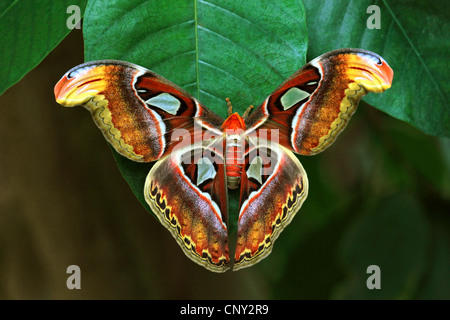 Atlas moth (Attacus atlas), assis sur une feuille Banque D'Images