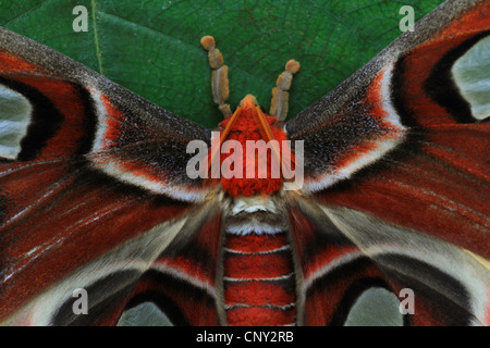 Atlas moth (Attacus atlas), portrait Banque D'Images