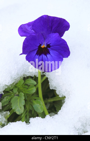 Pansy, Pansy violette (Viola x wittrockiana, Viola wittrockiana, Viola hybrida), dans la neige, Allemagne Banque D'Images