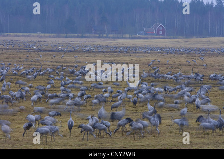 Grue cendrée (Grus grus), troupeau, l'alimentation de la recherche à l'aube, la Suède, l'Hornborga Banque D'Images