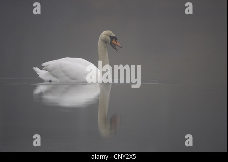 Mute swan (Cygnus olor), sur misty lochan à l'aube, Royaume-Uni, Ecosse, le Parc National de Cairngorms Banque D'Images