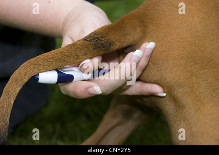 Le Rhodesian Ridgeback (Canis lupus f. familiaris), l'obtention de la température du compteur Banque D'Images