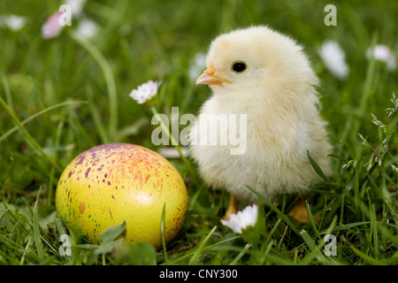 Poussin avec un oeuf de Pâques dans un pré Banque D'Images