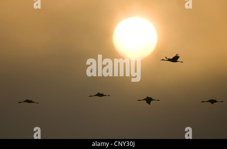 Grue cendrée (Grus grus), en vol au coucher du soleil, la Suède, l'Hornborga Banque D'Images