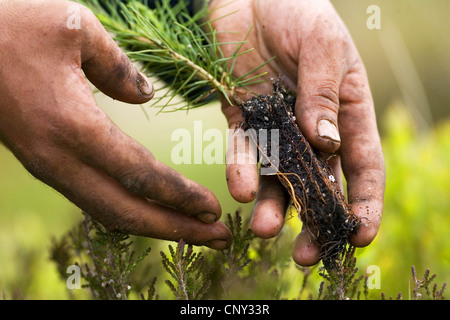 Pin sylvestre, le pin sylvestre (Pinus sylvestris), le pin sylvestre manutention planteuse d'arbres arbrisseau, Royaume-Uni, Ecosse Banque D'Images